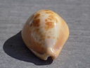 CYPRAEA PROPUSTULARIA SURINAMENSIS  XL 