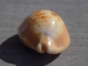 CYPRAEA PROPUSTULARIA SURINAMENSIS  XL 