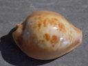 CYPRAEA PROPUSTULARIA SURINAMENSIS  XL 