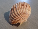 HARPIDAE HARPA COSTATA