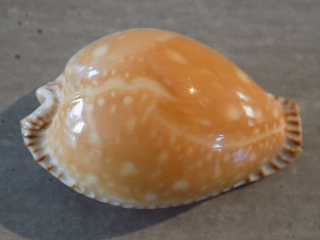 CYPRAEA PERISSEROSA GUTTATA GUTTATA