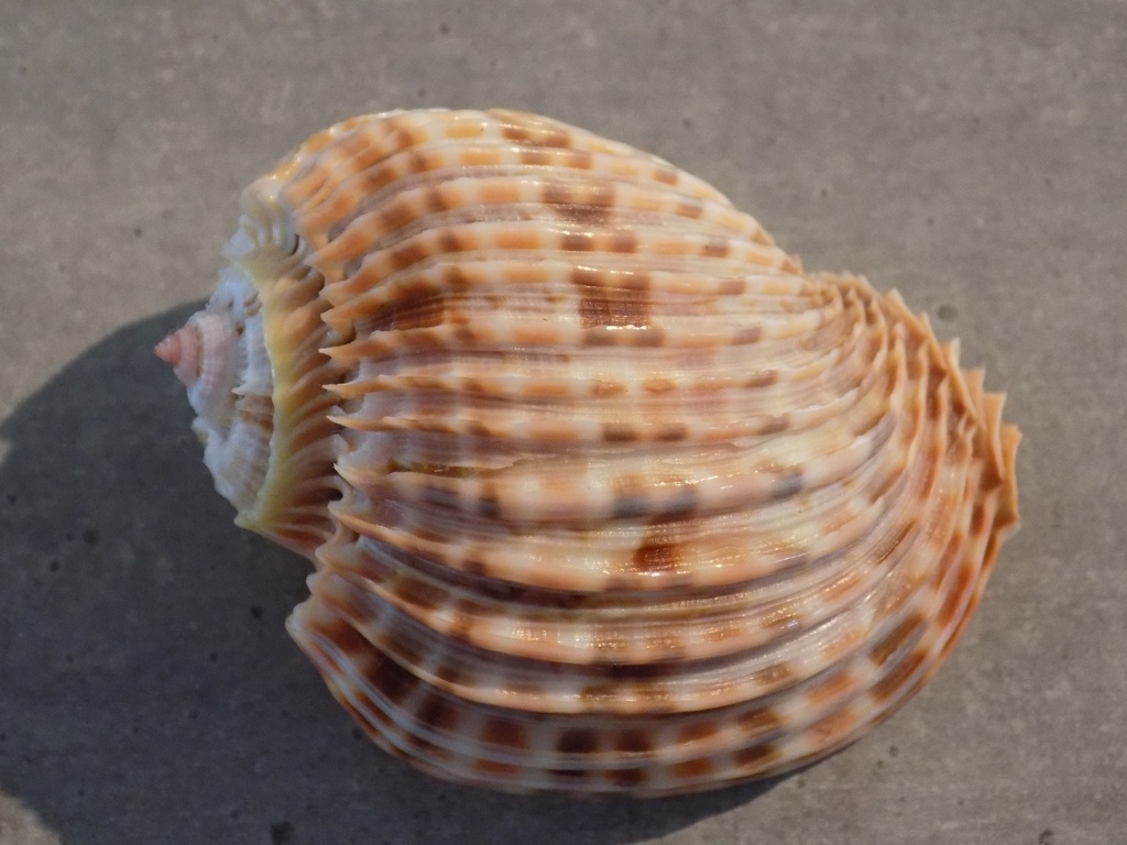 HARPIDAE HARPA COSTATA