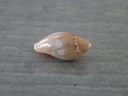 MARGINELLIDAE MARGINELLA AURANTIA