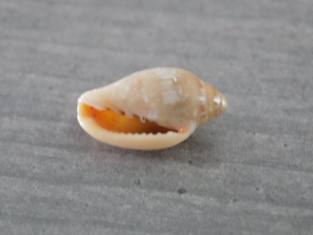 MARGINELLIDAE MARGINELLA AURANTIA