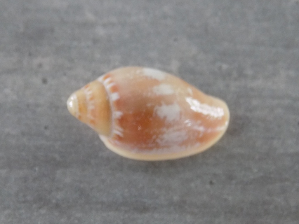 MARGINELLIDAE MARGINELLA AURANTIA