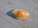 MARGINELLIDAE MARGINELLA AURANTIA