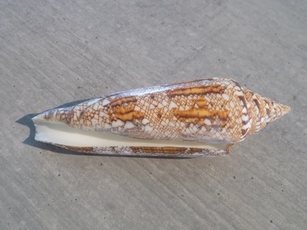 CONUS BENGALENSIS