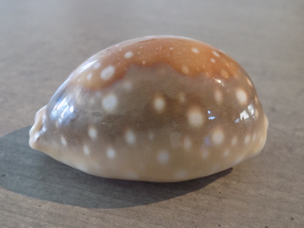 CYPRAEA LYNCINA VITELLUS