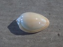 MARGINELLIDAE MARGINELLA PRUNUM