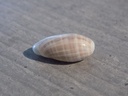 MARGINELLIDAE MARGINELLA ANGUSTATA