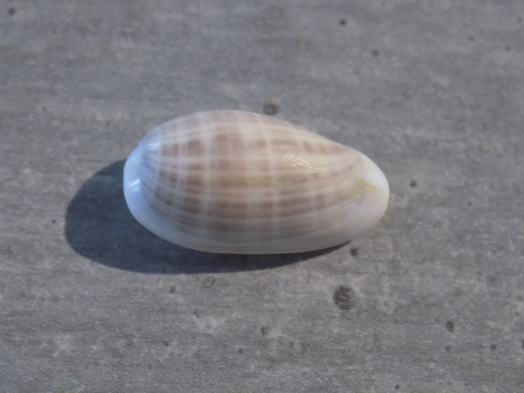 MARGINELLIDAE MARGINELLA ANGUSTATA