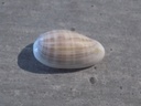 MARGINELLIDAE MARGINELLA ANGUSTATA