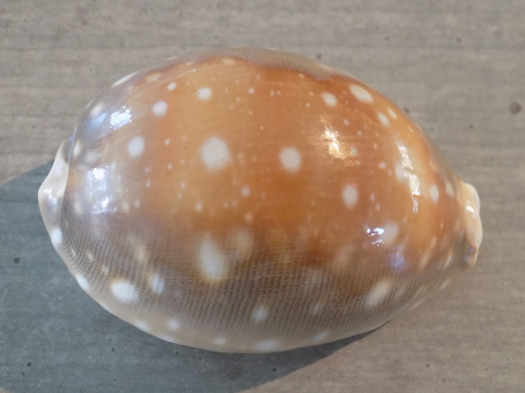 CYPRAEA LYNCINA VITELLUS