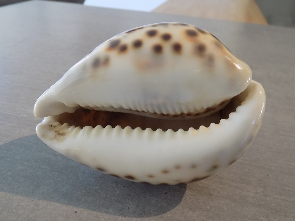 CYPRAEA TIGRIS TIGRIS BIG