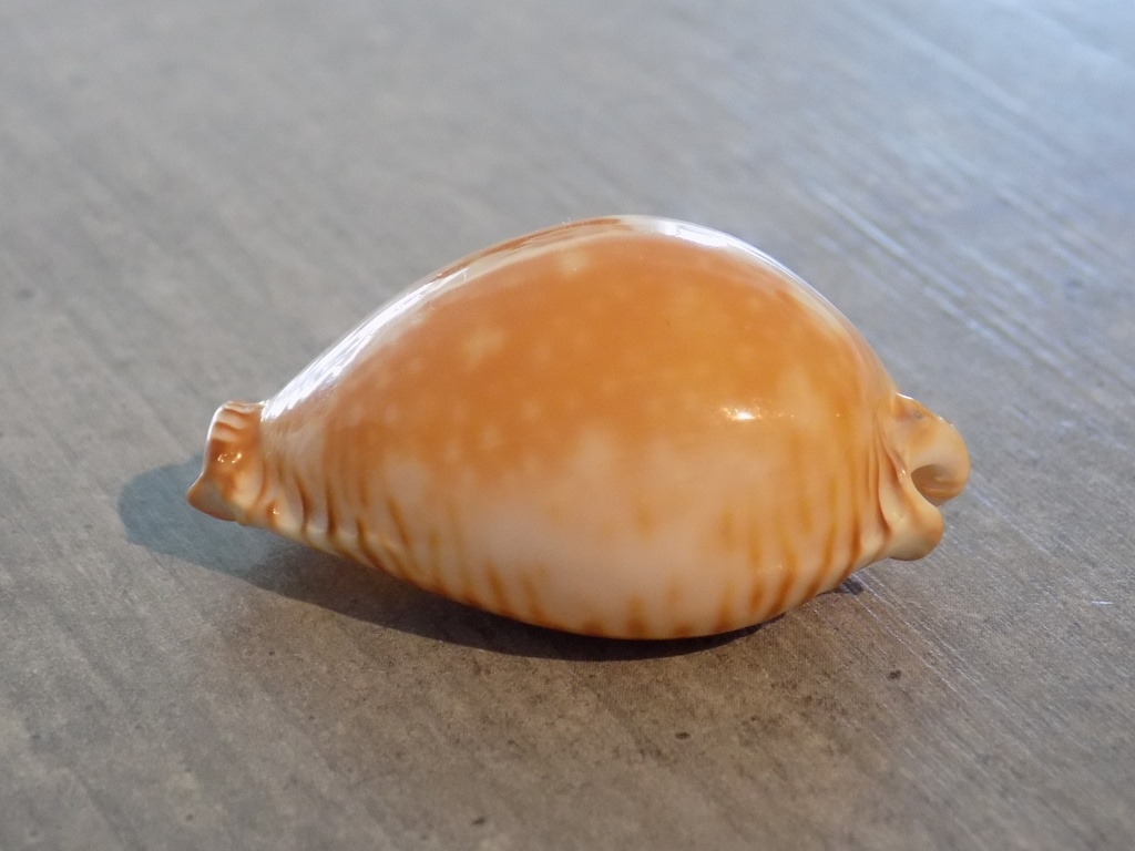 CYPRAEA PERISSEROSA GUTTATA AZUMAI