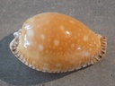 CYPRAEA PERISSEROSA GUTTATA AZUMAI