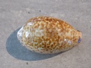 CYPRAEA PSEUDOZONARIA ANNETTAE