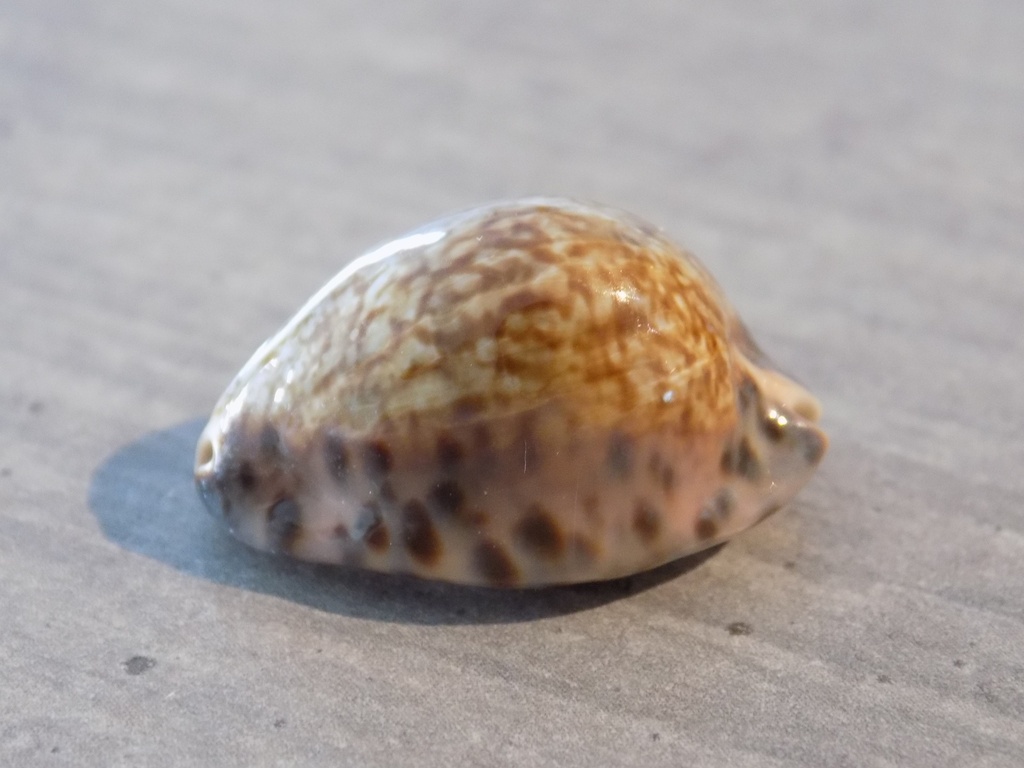 CYPRAEA PSEUDOZONARIA ARABICULA