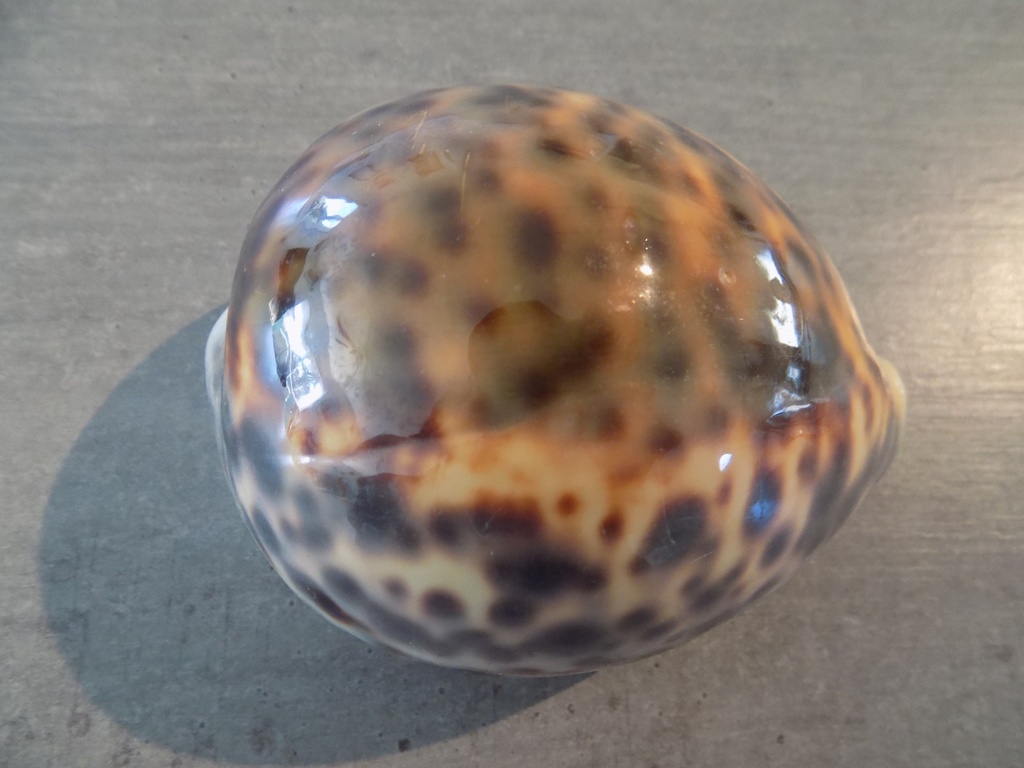 CYPRAEA TIGRIS TIGRIS BIG