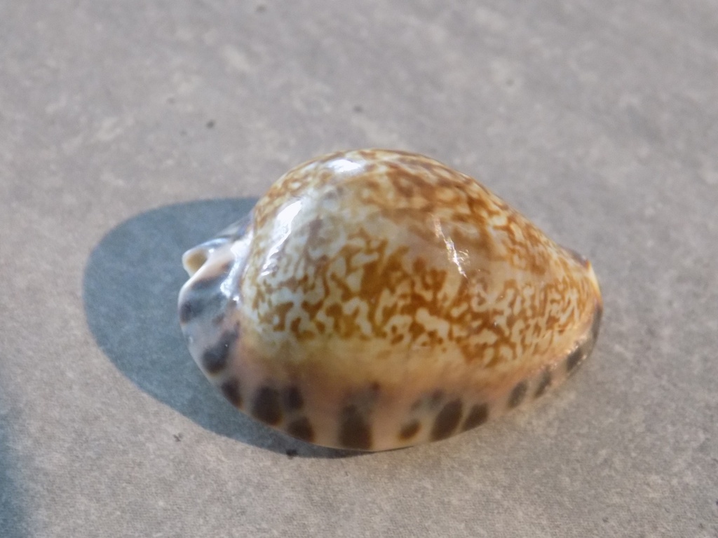 CYPRAEA PSEUDOZONARIA ARABICULA