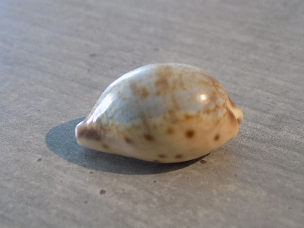 CYPRAEA PSEUDOZONARIA ROBERTSI