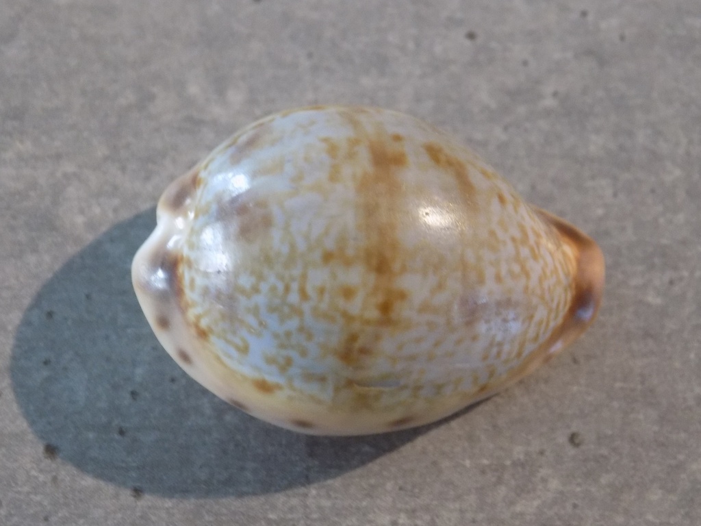 CYPRAEA PSEUDOZONARIA ROBERTSI