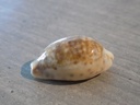 CYPRAEA ZONARIA ZONARIA