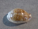 CYPRAEA ZONARIA ZONARIA