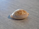 CYPRAEA ZONARIA PETITIANA