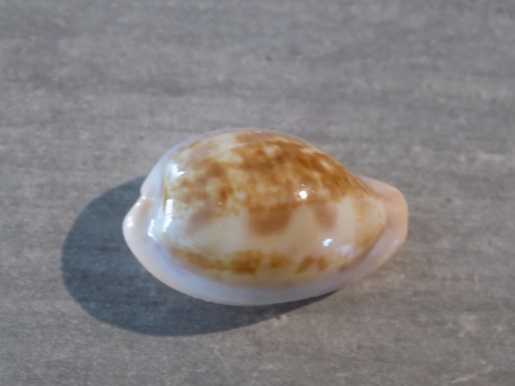 CYPRAEA ZONARIA PETITIANA