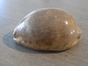 CYPRAEA M.ARABICA GREEN