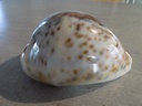 CYPRAEA TIGRIS TIGRIS XXL