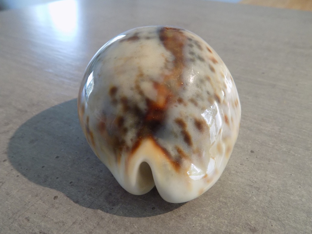 CYPRAEA TIGRIS TIGRIS XXL