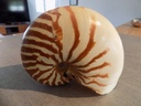 NAUTILIDAE NAUTILUS POMPILUS