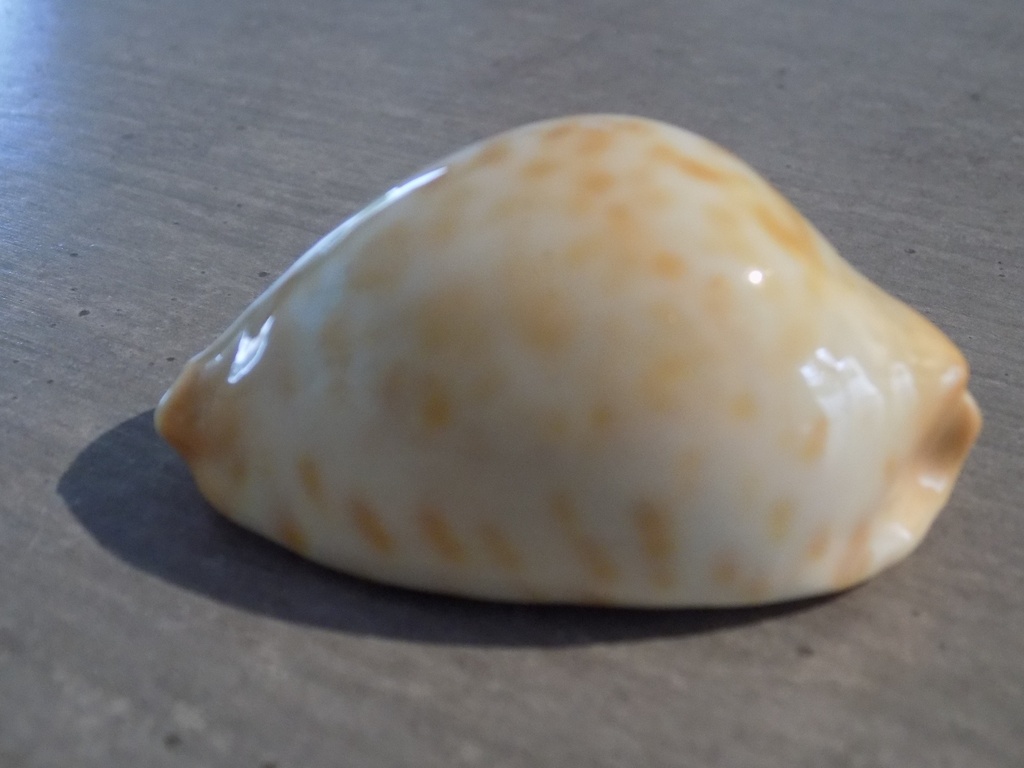 CYPRAEA ZOILA JAENNIANA AURATA