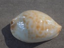 CYPRAEA ZOILA JAENNIANA AURATA