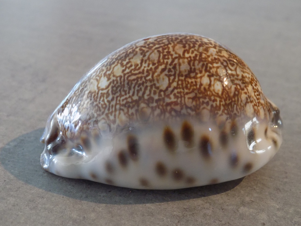 CYPRAEA M.MACULIFERA MACULIFERA XL