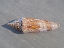 CONUS BENGALENSIS