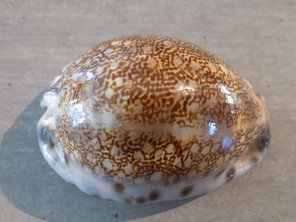 CYPRAEA M.MACULIFERA MACULIFERA XL