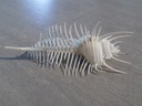 MURICIDAE MUREX PECTEN 