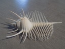 MURICIDAE MUREX PECTEN 