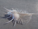 MURICIDAE MUREX PECTEN 