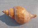 FASCIOLARIIDAE FASCIOLARIA TULIPA XL