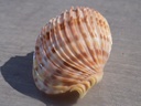 HARPIDAE HARPA COSTATA 