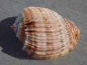 HARPIDAE HARPA COSTATA 