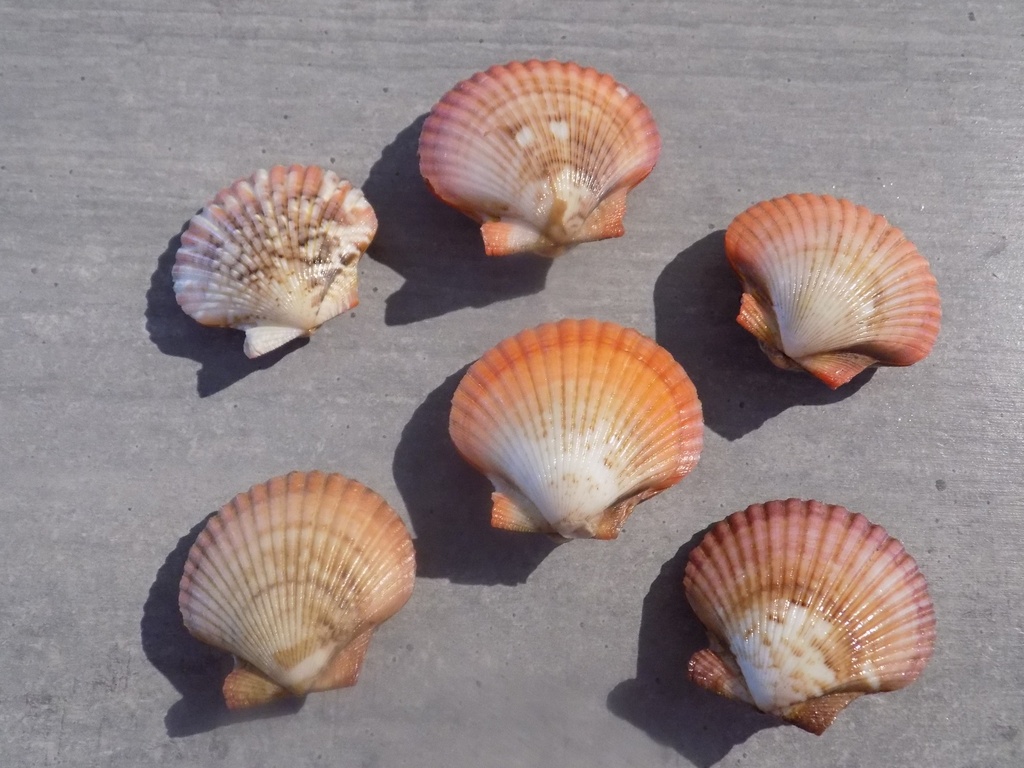 PECTINIDAE AEQUIPECTEN FLABELLUM     à l unitée