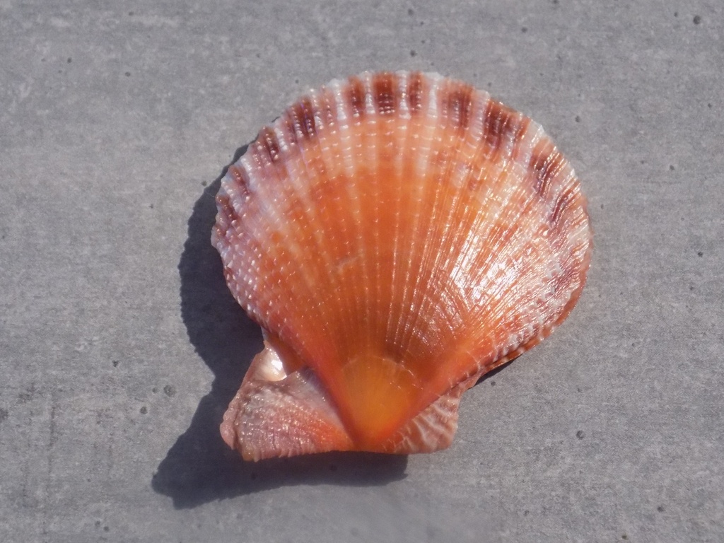 PECTINIDAE LAVICHLAMYS SQUAMOSA