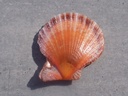 PECTINIDAE LAVICHLAMYS SQUAMOSA