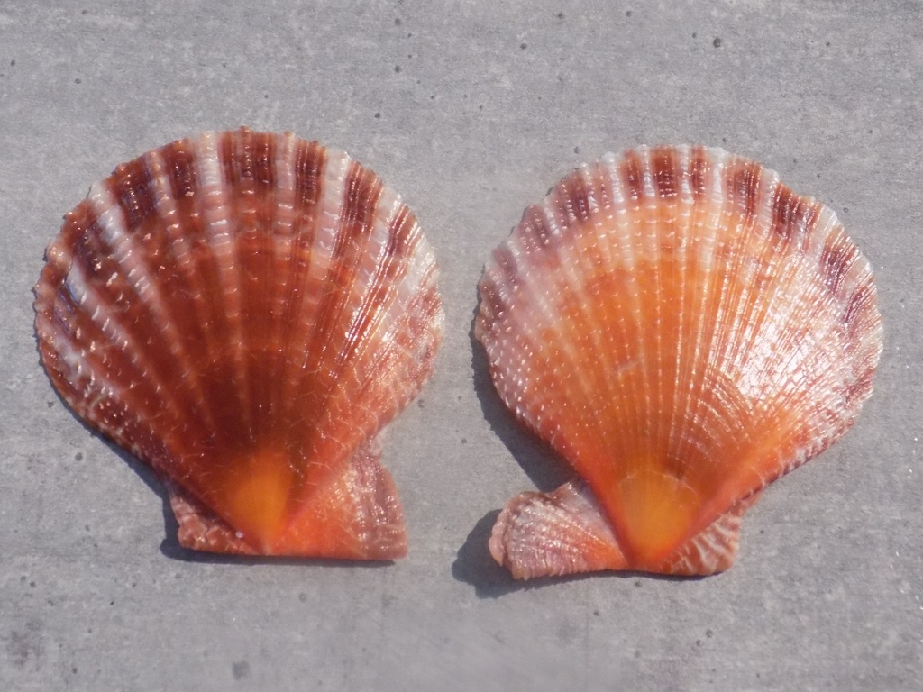 PECTINIDAE LAVICHLAMYS SQUAMOSA