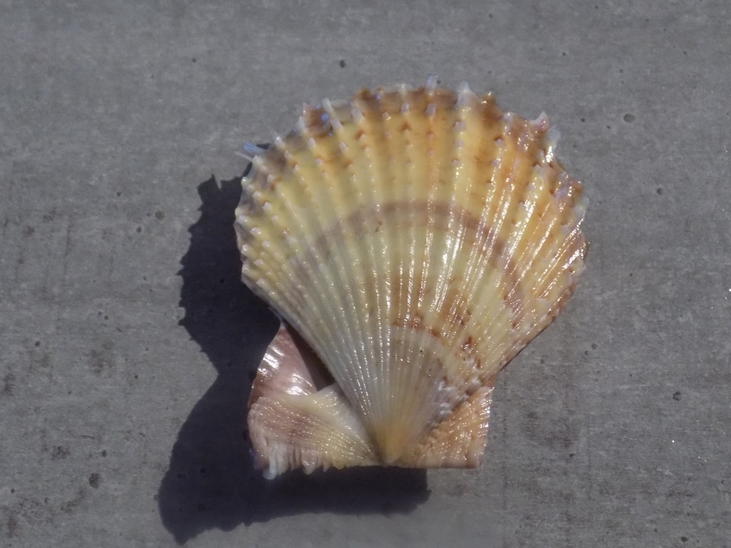 PECTINIDAE AZUMAPECTEN FARRERI